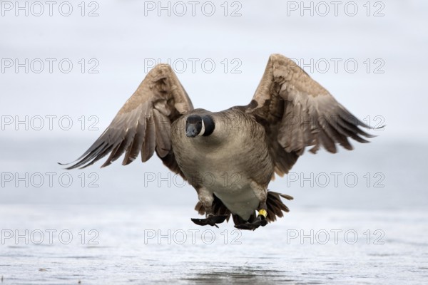 Canada Goose (Branta canadensis) flying, Berlin, Germany