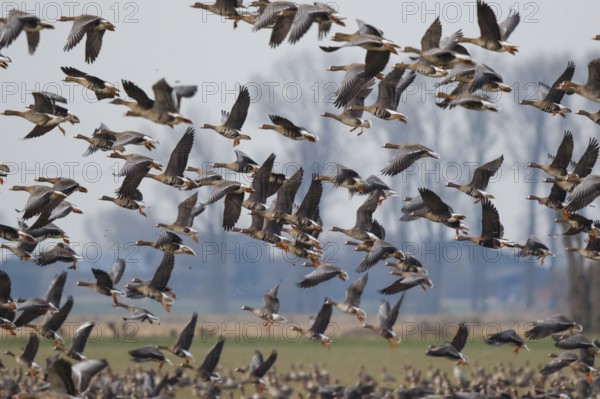 Greater White-fronted Goose (Anser albifrons) group flying, North Rhine-Westphalia, Germany