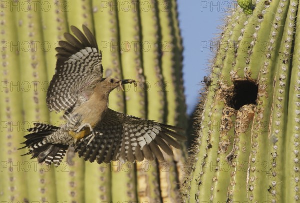 Gila Woodpecker (Melanerpes uropygialis) female flying, Arizona, USA