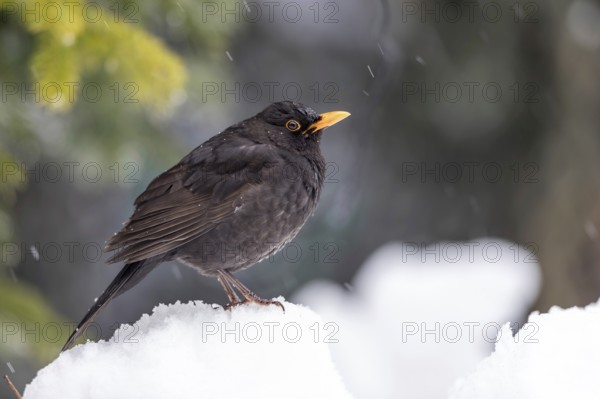 Common Blackbird (Turdus merula) male on snow, Mecklenburg-Western Pomerania, Germany