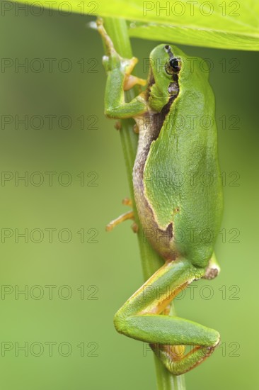 European tree frog (Hyla arborea), climbing on a plant stalk, Middle Franconia, Germany