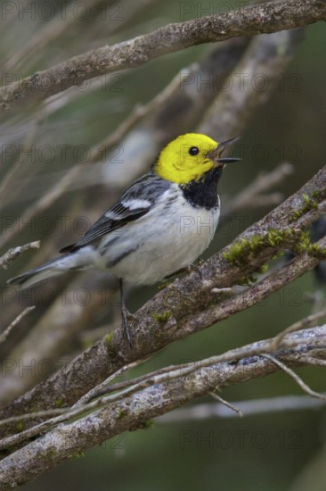 Hermit Warbler (Setophaga occidentalis) perched on a branch in Washington State, USA