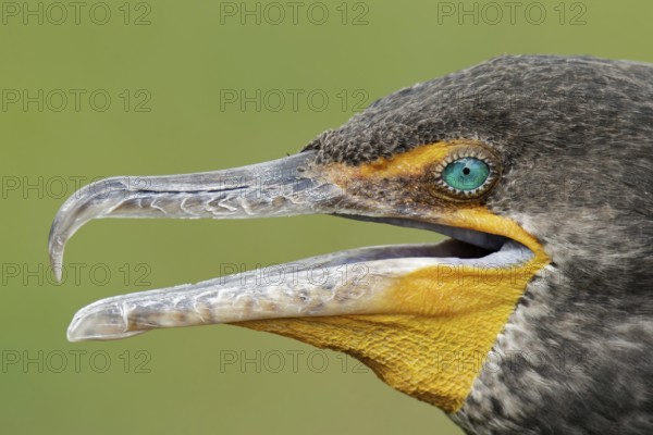 Double-crested Cormorant (Phalacrocorax auritus), Florida, USA