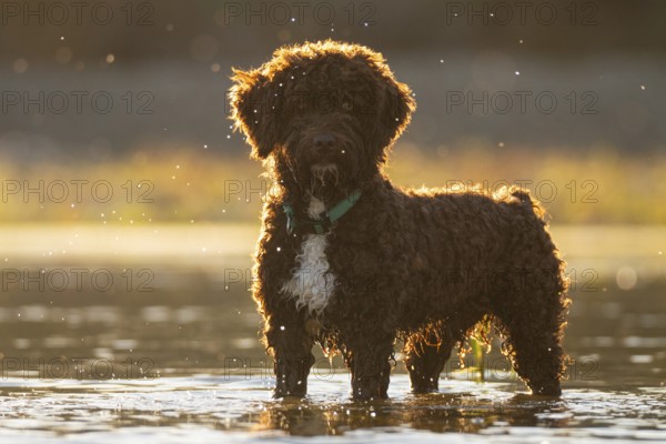A fluffy dog stands in a sunny river, surrounded by the soft glow of the golden hour. Water droplets catch the light, adding a magical touch to this serene scene