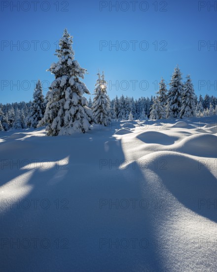 Untouched winter landscape with deep snow-covered forest in the Harz National Park, the sun shining from the blue sky, near Schierke, Saxony-Anhalt, Germany