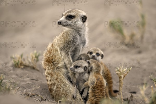 Meerkats or suricates (Suricata suricatta), mother with young, Makgadikgadi Salt Pans, Makgadikgadi Pans National Park, Central District, Botswana