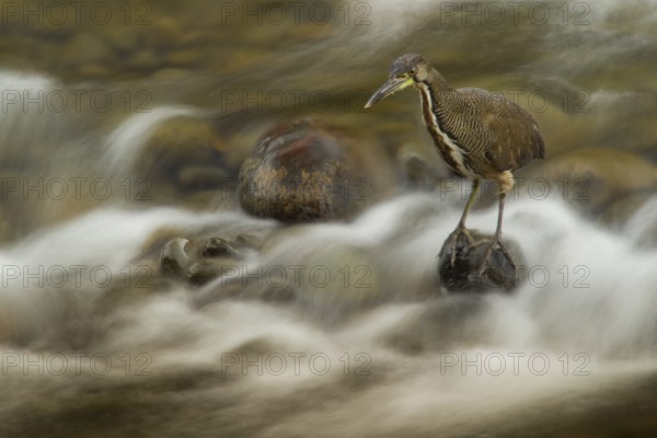 Fasciated tiger heron fishing at the end of the day in the Sarapiqui River in the lowland rainforests of Costa Rica. The heron's amazing concentration and stillness allowed me to shoot at long shutter speeds to blur the water while still rendering the bird sharp