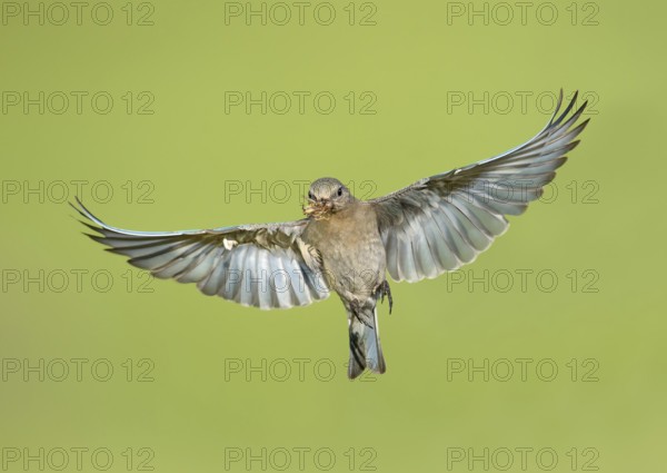 Mountain Bluebird (Sialia currucoides) female flying with food in its beak, British Columbia, Canada