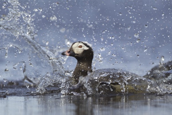 Long-tailed Duck (Clangula hyemalis) male bathing, Alaska, USA