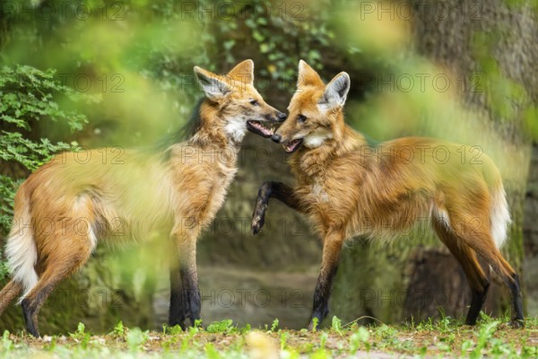 Two maned wolves (Chrysocyon brachyurus) playing with each other, arguing, Germany