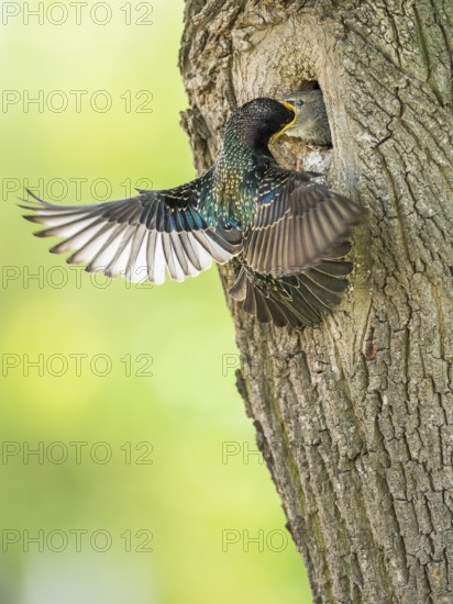 Common Starling (Sturnus vulgaris) feeding young in nest hole, Rhineland-Palatinate, Germany