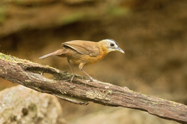 Black-capped Babbler (Pellorneum capistratum), Pahang, Malaysia
