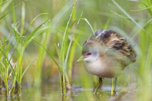 Little Crake, Little Crake, Small Crake, (Porzana parva), biotope, habitat, foraging, family of rails, waterfowl, waterbirds Lesvos, Greece