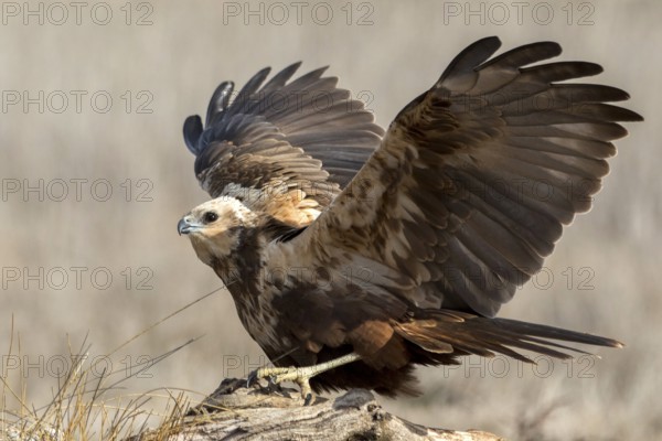 Western Marsh Harrier (Circus aeruginosus) female perched on a stump, Castile-La Mancha, Spain