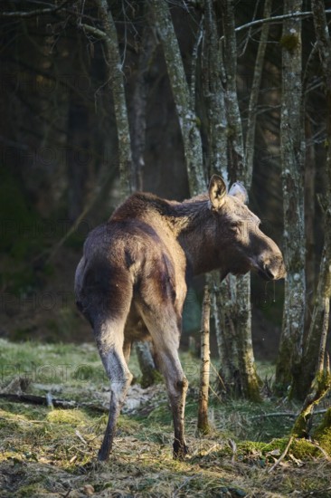 Elk (Alces alces) standing on a meadow on the edge of a forest, Bavaria, Germany