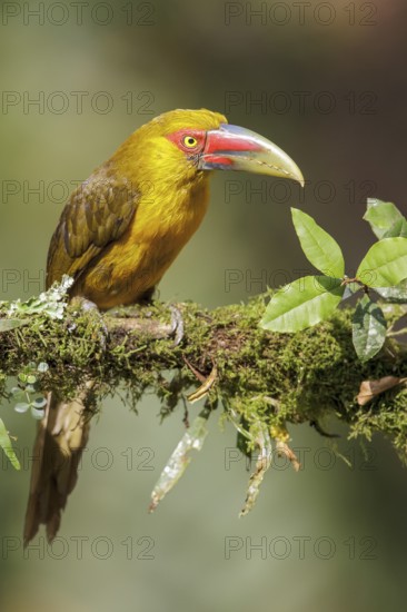 Saffron Toucanet (Pteroglossus bailloni) perched on a branch in the Atlantic rainforest of southeast Brazil