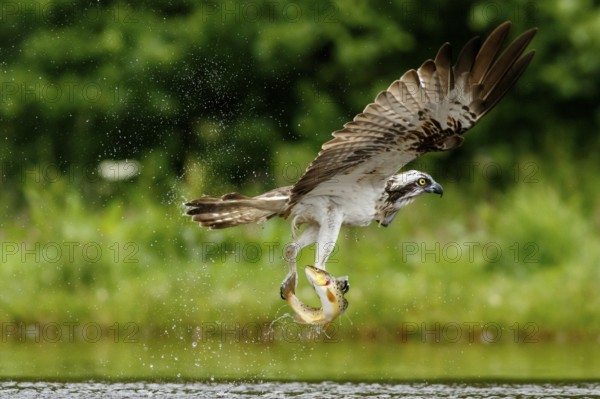 Osprey (Pandion haliaetus), fishing on lake, Cairngorms National Park, Scotland, United Kingdom