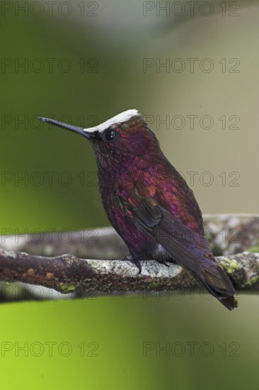 Snowcap (Microchera albocoronata), Costa Rica