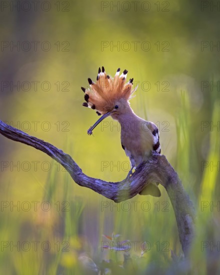 Eurasian Hoopoe (Upupa epops) with food in its beak, Saxony-Anhalt, Germany