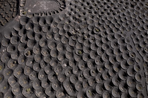 Aerial view of black volcanic soil gridded with circular sunken pits used for grape cultivation, showcasing traditional viticulture techniques in La Geria, Lanzarote