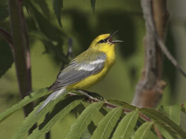 Blue-winged Warbler (Vermivora cyanoptera) singing, Ohio, USA