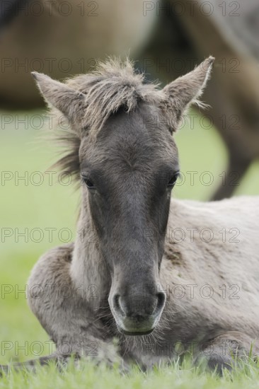 Dülmener Wildpferd, foal, Merfelder Bruch, Dülmen, North Rhine-Westphalia, Germany
