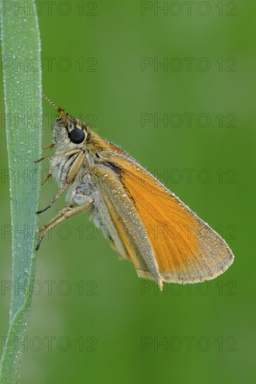 Black-headed brown butterfly, Thymelicus lineola, class Insecta, order Lepidoptera, family Hesperiidae, subfamily Hesperiinae, genus Thymelicus animals, insect, insects, Hesse, Federal Republic of Germany