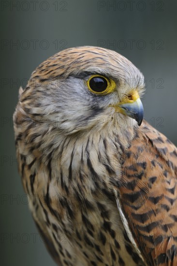 Common Kestrel (Falco tinnunculus) female, North Rhine-Westphalia, Germany