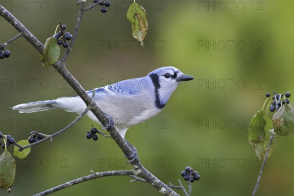 Blue Jay (Cyanocitta cristata), Ontario, Canada