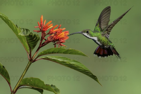Green-breasted Mango (Anthracothorax prevostii) perched on a branch in Costa Rica