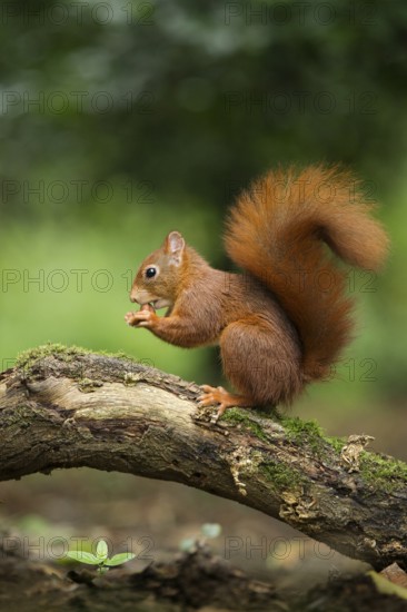 Eurasian Red Squirrel (Sciurus vulgaris) nibbling on hazelnut, Netherlands