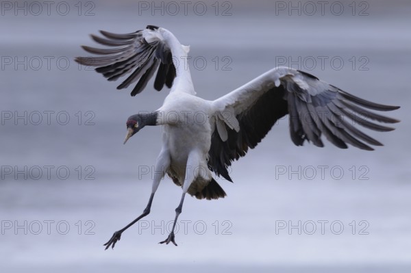 Black-necked Crane (Grus nigricollis) flying, Dashanbo, China