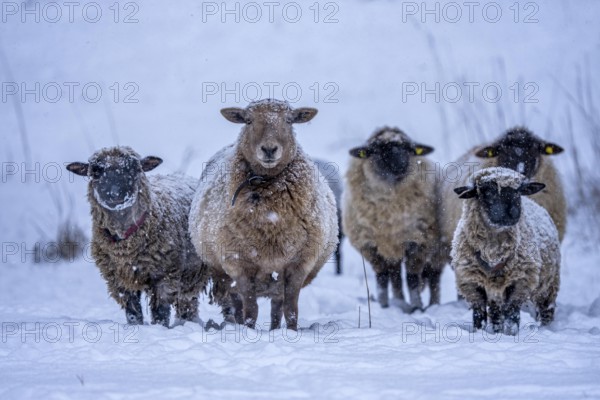 Winter weather, blowing snow, sheep on a snowy pasture, looking for food, thick fur, Elfringhauser Schweiz, near Hattingen, North Rhine-Westphalia, Germany