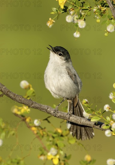 Black-tailed Gnatcatcher (Polioptila melanura) singing, Arizona, USA