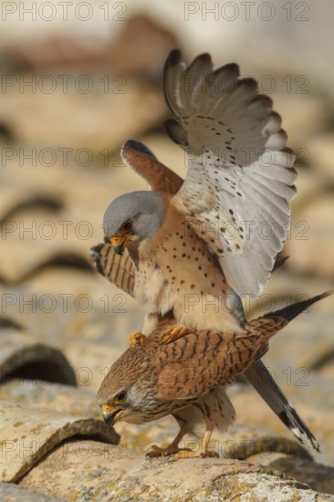 Lesser Kestrel (Falco naumanni), pair mating, Castile-La Mancha