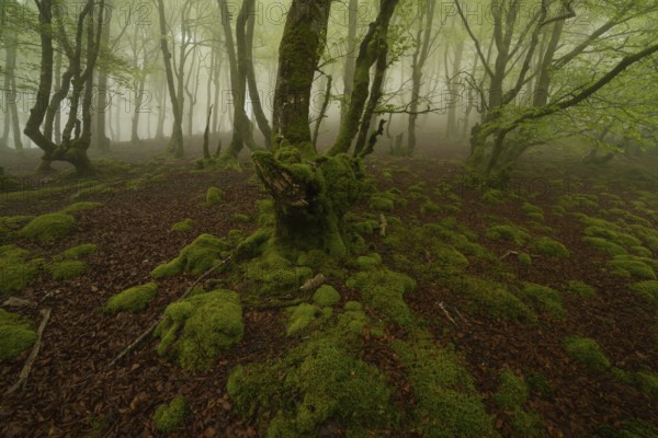 A magic forest scene with moss covered trees enveloped in morning fog in the Pyrenees. The green moss contrasts with the earthy tones of the fallen leaves. A tranquil, mystical atmosphere pervades