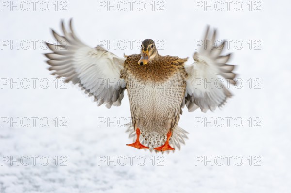Flying mallard (anas platyrhynchos) in the snow, Vechta, Lower Saxony, Germany