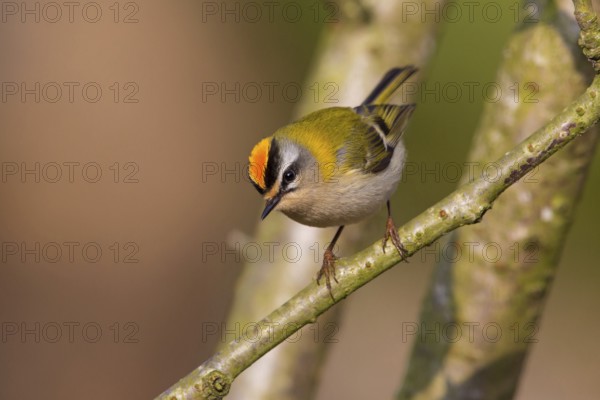 Firecrest, Regulus ignicapillus, Roitelet à triple bandeau, Roitelet triple-bandeau, Reyezuelo Listado, Luisenpark, Mannheim, Baden-Württemberg, Germany