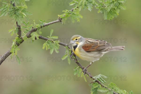 Dickcissel (Spiza americana) perched on a branch, Texas, USA