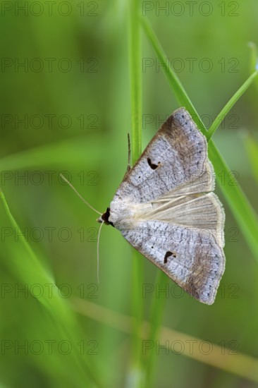 Kidney Spotted Vetch, (Lygephila pastinum), owl moth, moth, butterfly, macro, insect, Lobau, Vienna, Lower Austria, Austria