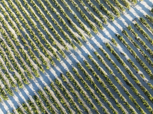 The vineyard of the Bodega González Byass near the town of Jerez de la Frontera. Aerial view. Drone shot. Cádiz province, Andalusia, Spain