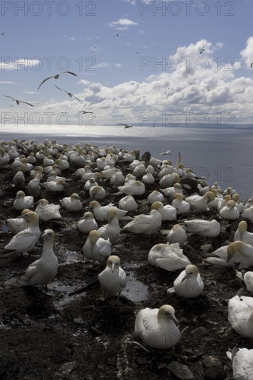 Northern Gannet (Morus bassanus), Scotland, United Kingdom