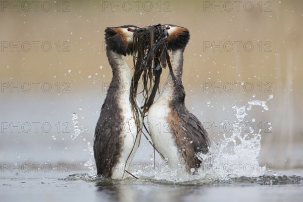 Great Crested Grebe (Podiceps cristatus) pair displaying, Saxony, Germany