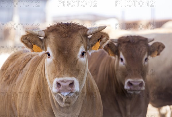 Blonde breed cattle, known as Rubia Gallega in Spanish, gather on a sunny day, displaying their distinct blonde coats and calm demeanor