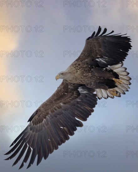 White-tailed Eagle (Haliaeetus albicilla) flying, Poland