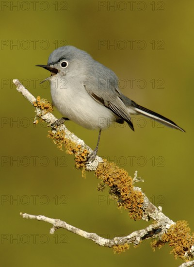 Blue-grey Gnatcatcher (Polioptila caerulea) singing, Texas, USA