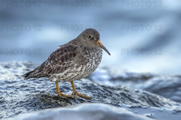 Purple Sandpiper (Calidris maritima), Mecklenburg-Western Pomerania, Germany