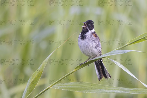 Common Reed Bunting (Emberiza schoeniclus) male singing, Netherlands