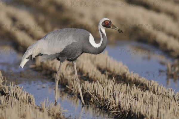 White-naped Crane (Antigone vipio) foraging, Arasaki, Japan
