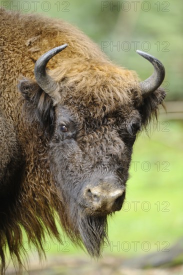 Bison in the forest with bushy fur and horns, dense foliage in the background, bison (Bos bonasus), Bavarian Forest National Park